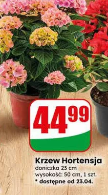 Krzew Hortensja promocja w Dino