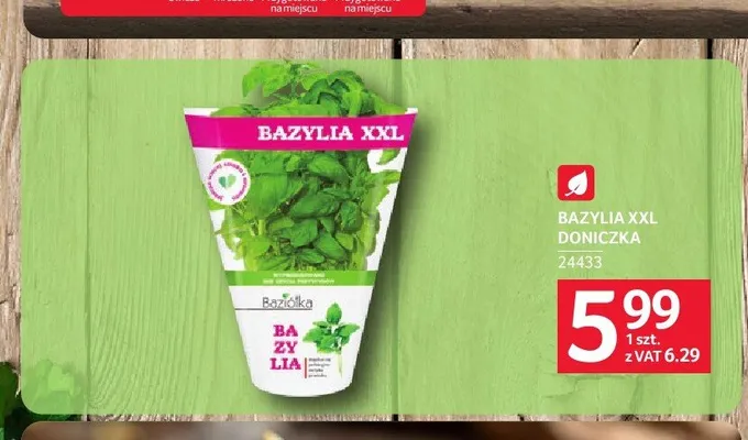 Bazylia XXL doniczka promocja w Selgros