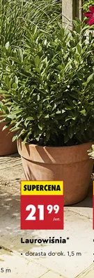 Laurowiśnia promocja w Biedronka