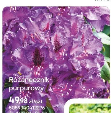 Różanecznik purpurowy promocja w Castorama