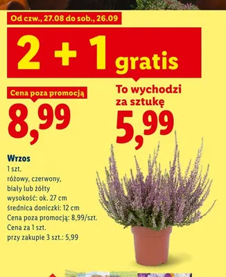 Wrzos różowy promocja w Lidl