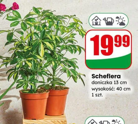 Schefflera doniczka 13 cm wysokość: 40 cm promocja w Dino
