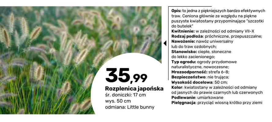 Rozplenica japońska Little bunny promocja w Bricomarche