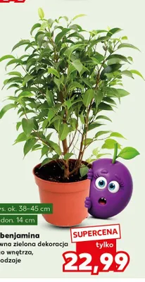 Fikus benjamina promocja w Kaufland