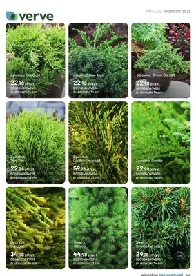 Żywotnik Tiny Tim promocja w Castorama