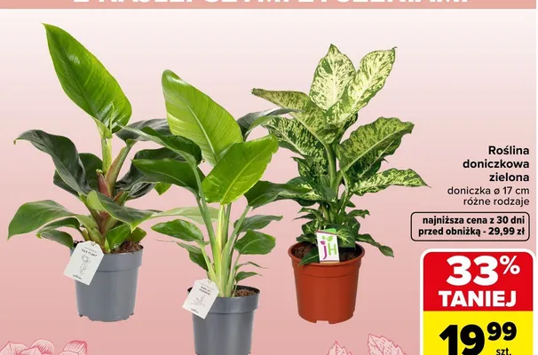 Roślina doniczkowa zielona różne rodzaje promocja w Carrefour