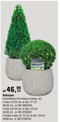 Bukszpan zimozielone formowane krzewy promocja w OBI