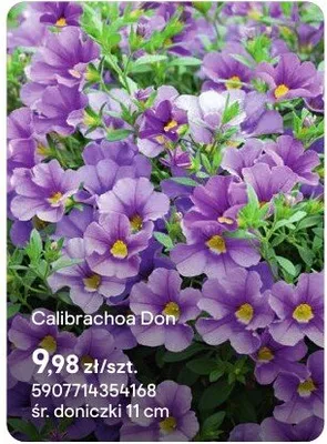 Calibrachoa Don promocja w Castorama