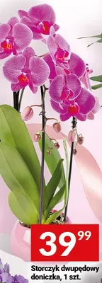 Storczyk dwupędowy doniczkowy promocja w Twój Market