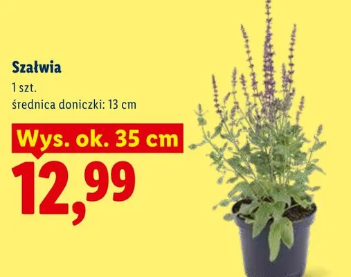 Szałwia promocja w Lidl