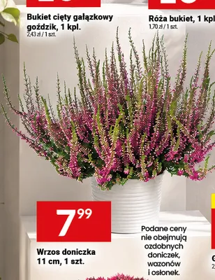 Wrzos doniczka promocja w Twój Market