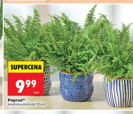 Paproć średnica doniczki 12 cm promocja w Biedronka