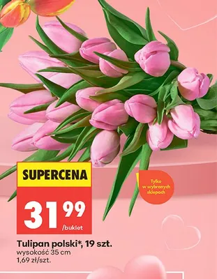 Tulipan polski 19szt. wysokość 35cm promocja w Biedronka