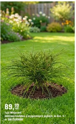 Tuja Whipcord odmiana karłowa o oryginalnych pędach promocja w OBI