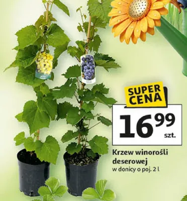 Krzew winorośli deserowej promocja w Auchan