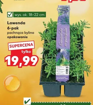 Lawenda pachnąca bylina 6-pak wys. ok. 18-22cm promocja w Kaufland