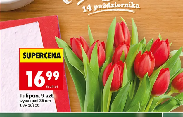 Tulipan 9-pak promocja w Biedronka
