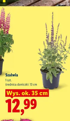 Szałwia promocja w Lidl