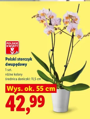Storczyk dwupędowy promocja w Lidl