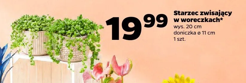 Starzec zwisający w woreczkach promocja w Netto