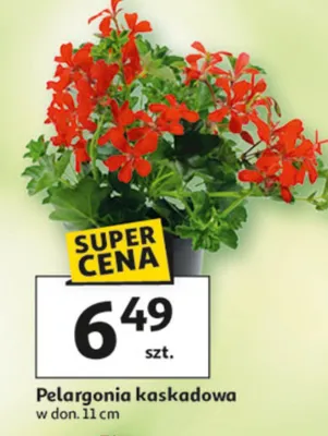 Pelargonia kaskadowa promocja w Auchan