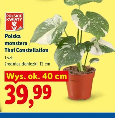 Polska monstera Thai Constellation promocja w Lidl