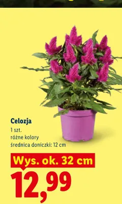 Celozja wys. ok. 32 cm promocja w Lidl