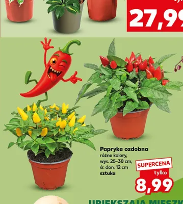 Papryka ozdobna promocja w Kaufland