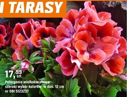 Pelargonia wielkokwiatowa różne kolory promocja w OBI