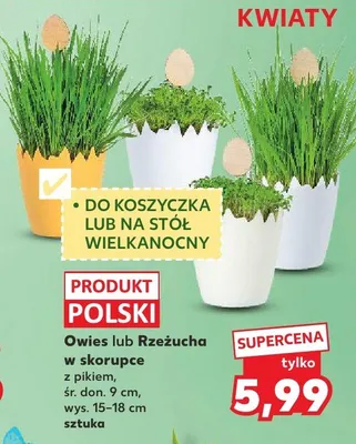 Owies lub Rzeżucha w skorupce z pikiem, śr. 9 cm promocja w Kaufland