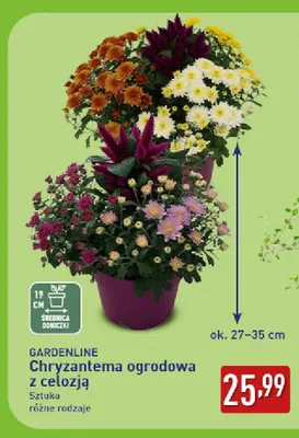 Chryzantema ogrodowa z celozją Gardenline promocja w Aldi