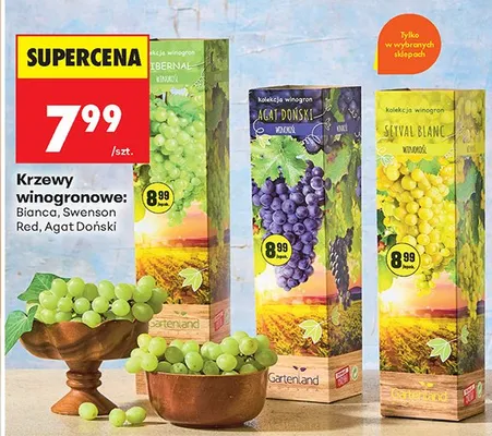 Krzew winogronowy Bianca Gartenland promocja w Biedronka