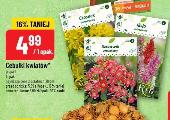 Cebulki kwiatów grupa 1 promocja w POLOmarket