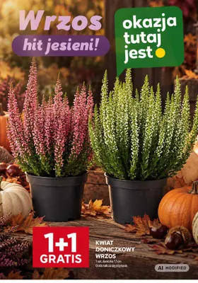 Kwiat doniczkowy wrzos promocja w Stokrotka
