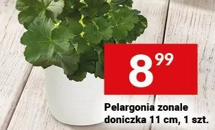 Pelargonia zonale doniczka 11 cm promocja w Twój Market