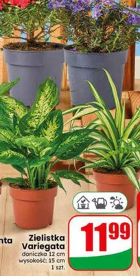 Zielistka Variegata doniczka 12cm wysokość 15cm promocja w Dino