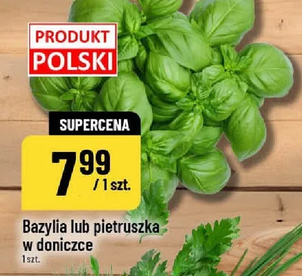 Bazylia lub pietruszka w doniczce promocja w POLOmarket