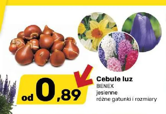 Cebule kwiatowe jesienne luz Benex promocja w Bricomarche