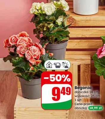 Begonia promocja w Dino