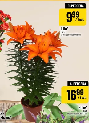 Lilia promocja w POLOmarket