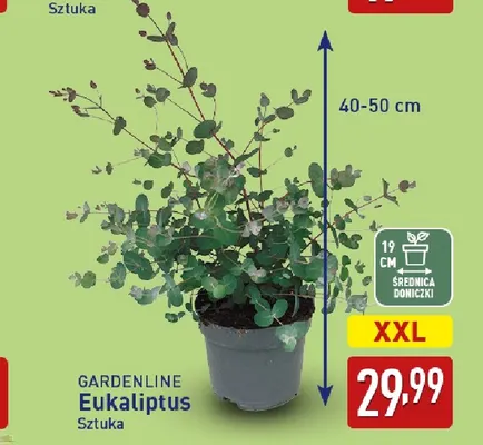 Eukaliptus Gardenline promocja w Aldi
