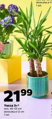 Yucca 3+ promocja w Netto