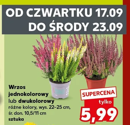 Wrzos dwukolorowy promocja w Kaufland