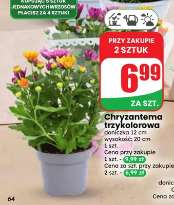 Chryzantema trzykolorowa promocja w Dino