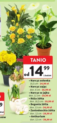 Róża żółta promocja w Intermarche