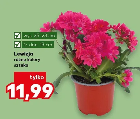 Lewizja wys.25-28cm śr.don.13cm promocja w Kaufland