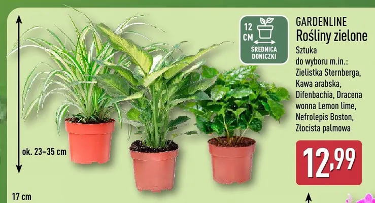 Rośliny zielone Kawa arabska Gardenline promocja w Aldi
