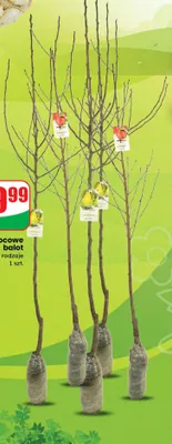 Drzewo owocowe balot różne rodzaje Dino promocja w Dino