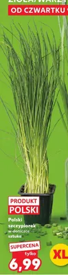 Szczypiorek polski w donizce sztuka promocja w Kaufland