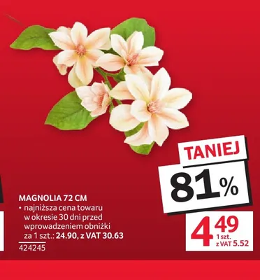 Magnolia 72 cm promocja w Selgros